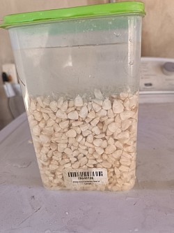 Maíz en germinación